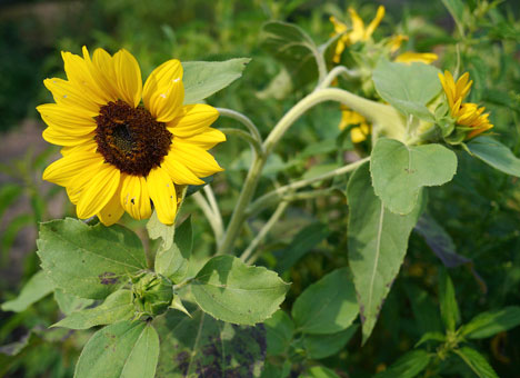 sunflower5x4