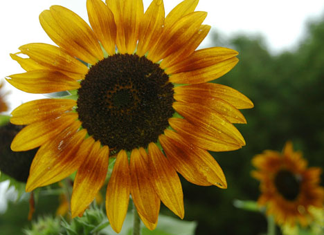 sunflowerE5x4