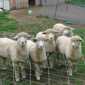 romney-lambs