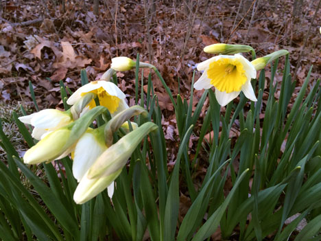 daffodils04_13