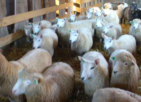 Lamb-Barn_300dpi