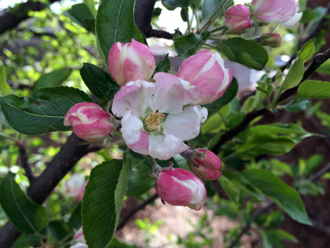 appleBlossom05_06