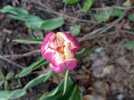 tulip05_21