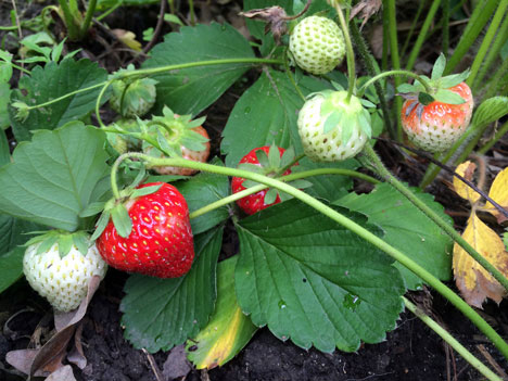 strawberries06_15
