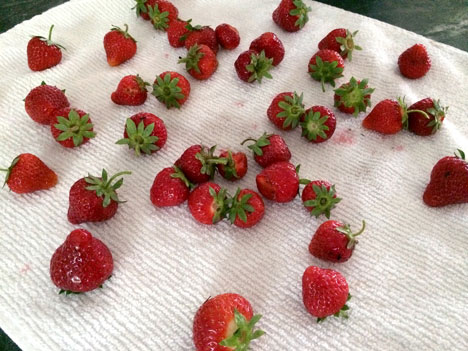 strawberryKitchen06_15