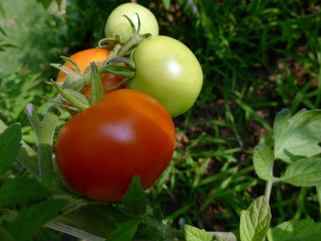 tomatoes07_31