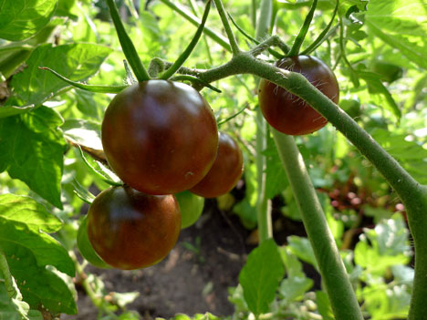 tomatoesA07_31