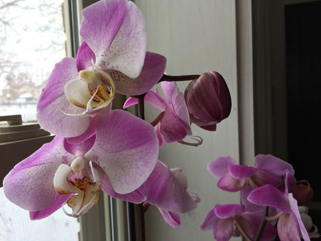 orchids01_27