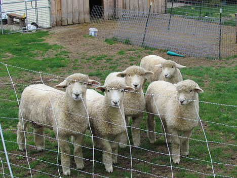 romney-lambs_5x4