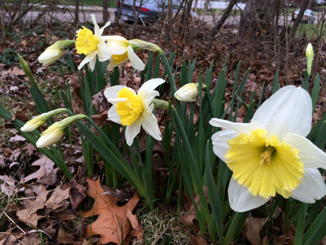 daffodilsHome04_12