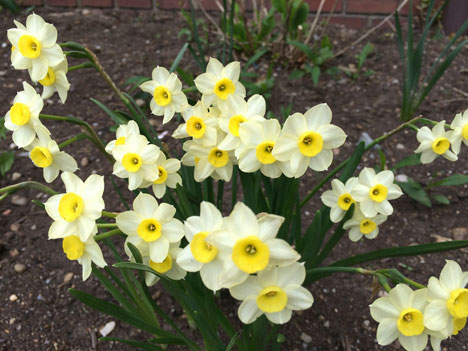 daffodils05_06