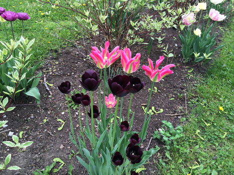 tulipsOpenA05_06