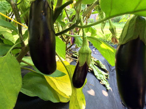 eggplant07_21