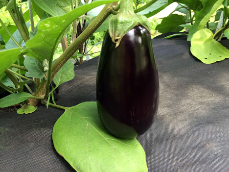 eggplant2Pick07_13