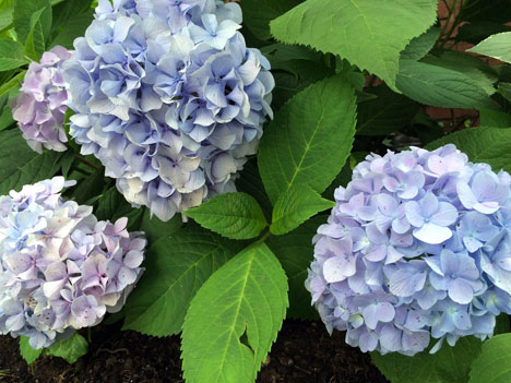 hydrangeaOurs7_10