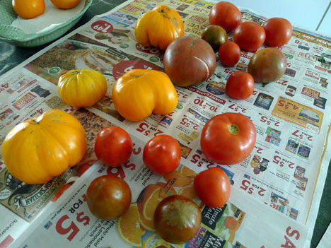 tomatoes09_18