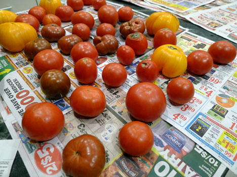 tomatoes09_28