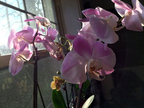 orchids12_14