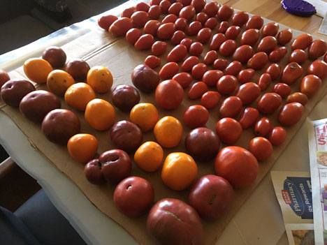 tomatoesRipening09_27