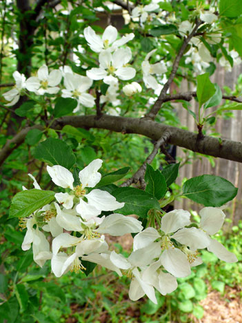 apple tree flower. the apple tree is blooming too