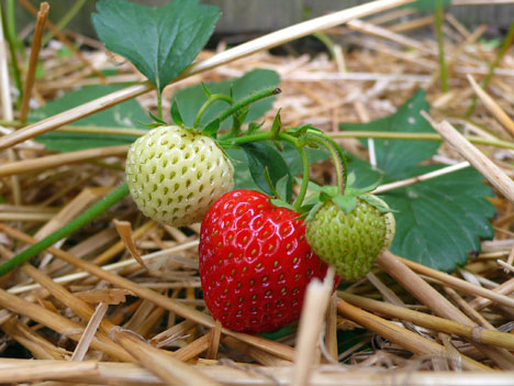 strawberriesB06_10.jpg
