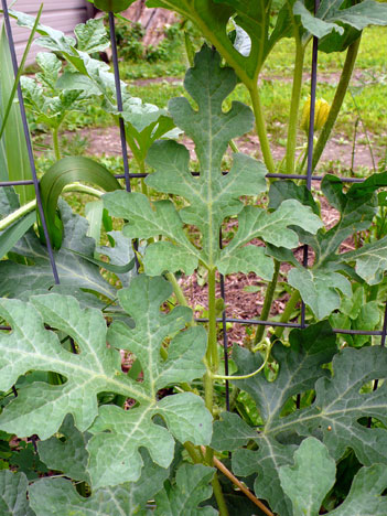 watermelon plant leaves. the watermelon plants all