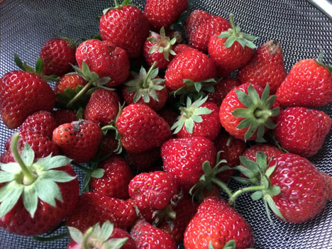 strawberriesC06_03